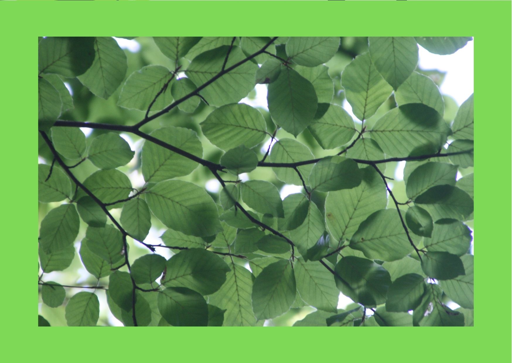 SHORON PORIBESH UNNAYAN FOUNDATION is a community Based non-profit, non-government and development organization committed to maintain ecological balance and create harmony between humans and nature. Ngo working for environment protection was Registered as an NGO from the NGO Affairs Bureau, Government of Bangladesh.