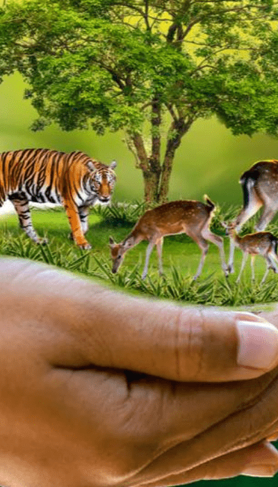 Ngo working for environment protection