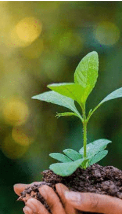 Ngo working for environment protection