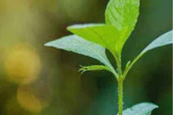 Ngo working for environment protection